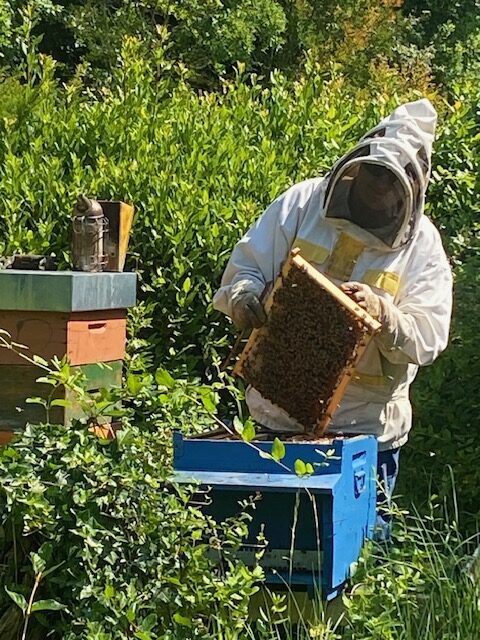 Esperienza "Diventa apicoltore per un giorno" Mamma Ape